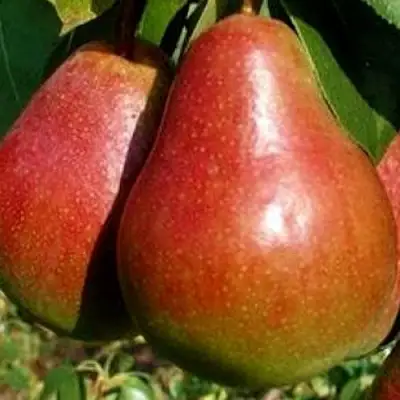 Груша ГЕРА в Кобрине