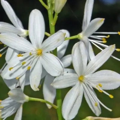 Венечник ветвистый в Кобрине