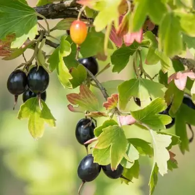 Смородина золотистая БЛЭЙКСТ в Кобрине