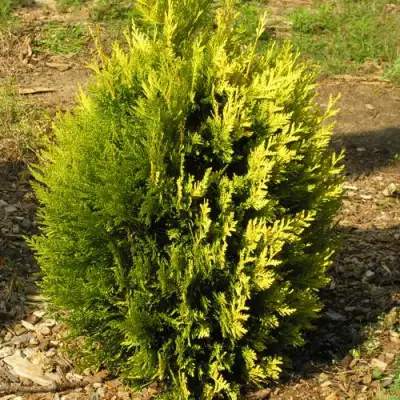 Туя КОППЕР ГОЛД западная в Кобрине