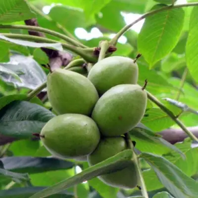 Орех маньчжурский МИЧУРИНЕЦ в Кобрине