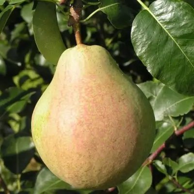 Груша ЛИРА в Кобрине