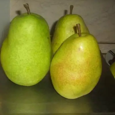 Груша БЕРЕ ЛЮКА в Кобрине