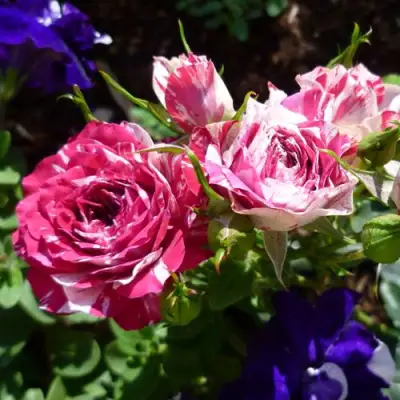 Роза ФЛЕШ ДАНС спрей в Кобрине