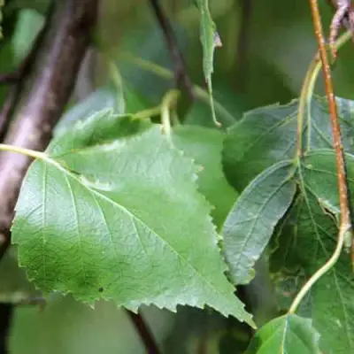 Береза ПОВИСЛАЯ в Кобрине