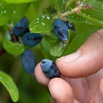 Жимолость съедобная АМФОРА в Кобрине