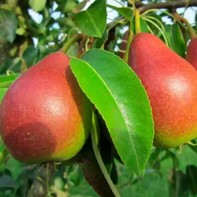 Груша ГЕРА в Кобрине