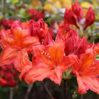 Азалия ЛИЛИНШТЕЙН японская в Кобрине