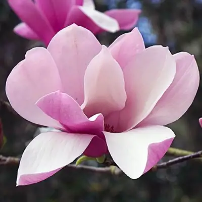 Магнолия РИККИ в Кобрине