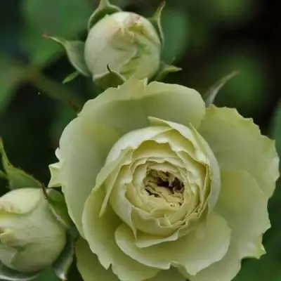 Роза ГРИН ДАЙМОНД миниатюрная в Кобрине