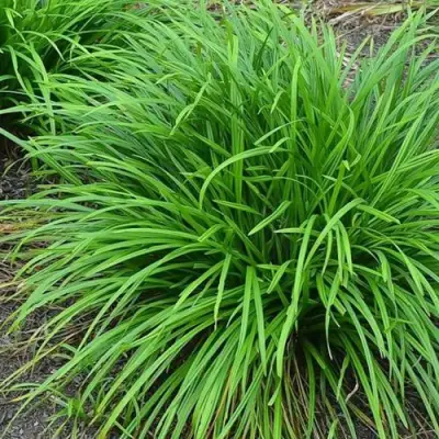 Осока АЙРИШ ГРИН в Кобрине