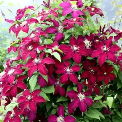 Клематис МАЗОВШЕ в Кобрине