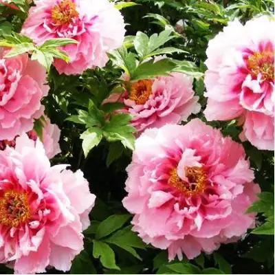 Пион СЕРЕБРИСТЫЙ РУЧЕЙ древовидный в Кобрине