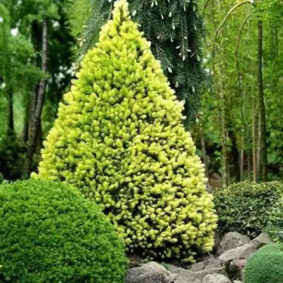 Ель РЕЙНБОУЗ ЭНД сизая в Кобрине