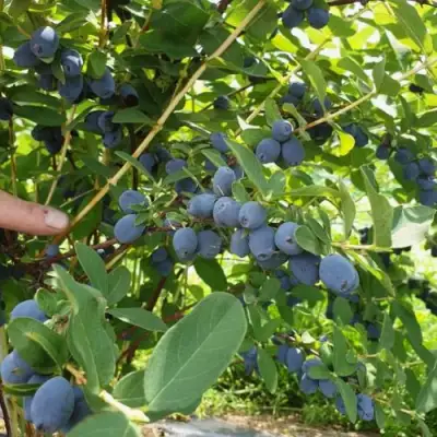 Жимолость съедобная КЛУБНИЧНАЯ СЕНСАЦИЯ в Кобрине