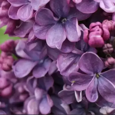 Сирень ВИОЛЕТТА в Кобрине