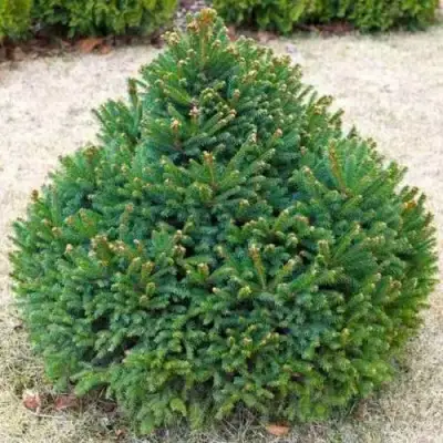 Ель БАРРИ обыкновенная в Кобрине