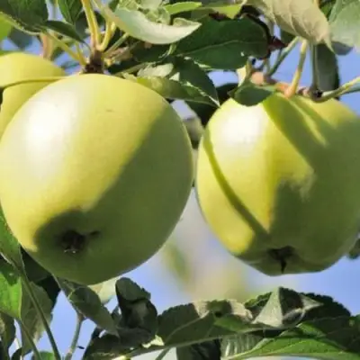 Яблоня САХАРНАЯ в Кобрине