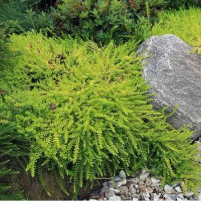 Водяника БЕРНШТЕЙН черная в Кобрине