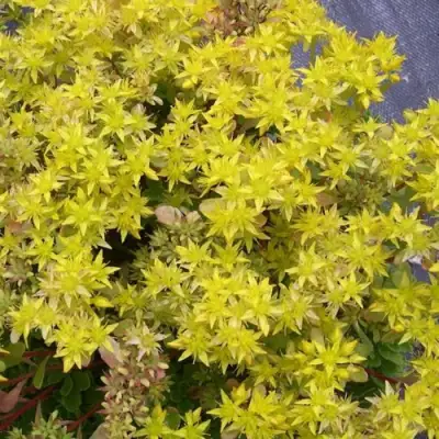 Очиток (седум) ИММЕРГРЮНХЕН в Кобрине