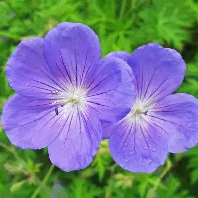 Герань БРУКСАЙД гибридная в Кобрине