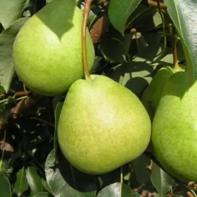 Груша ЛАГОДНАЯ в Кобрине