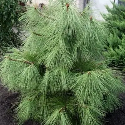 Сосна желтая  в Кобрине