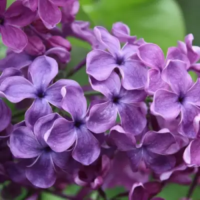 Сирень СУМЕРКИ в Кобрине