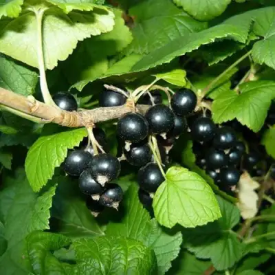 Смородина черная БАГИРА в Кобрине