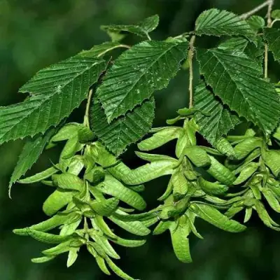 Граб  в Кобрине