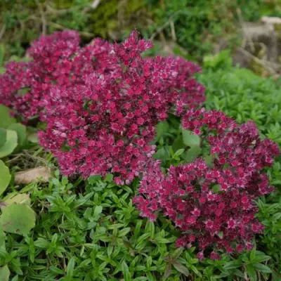 Очиток (седум) РУБИ ГЛОУ скальный в Кобрине