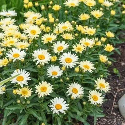 Нивяник БРОДВЕЙ ЛАЙТС великолепный в Кобрине