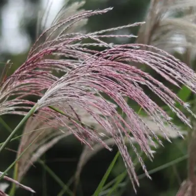 Мискантус МАЛЕПАРТУС китайский  в Кобрине