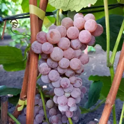 Виноград РИЛАЙНС ПИНК СИДЛИС в Кобрине