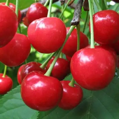 Дюк ПРЕВОСХОДНАЯ ВЕНЬЯМИНОВА в Кобрине