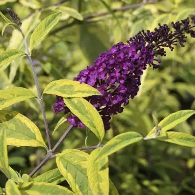 Буддлея давида САНТАНА  в Кобрине