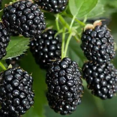 Ежевика ЧЕРНАЯ МАГИЯ ремонтантная  в Кобрине