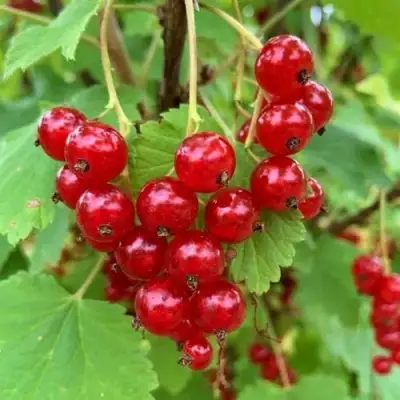 Смородина красная МААРСЕС ПРОМИНЕНТ в Кобрине