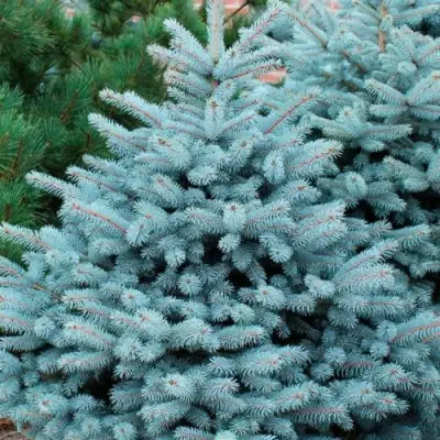 Ель СУПЕР БЛЮ СИДЛИНГ колючая в Кобрине