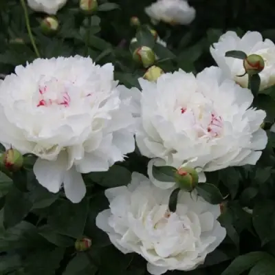 Пион ФЕСТИВА МАКСИМА травянистый в Кобрине