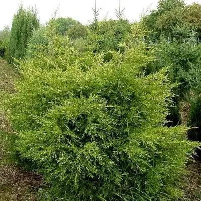 Можжевельник КУРИВАО ГОЛД китайский в Кобрине