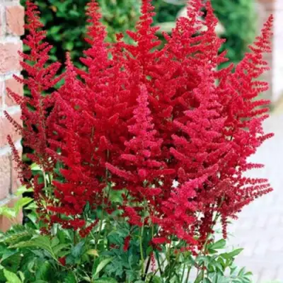 Астильба БУРГУНДИ РЕД Арендса в Кобрине