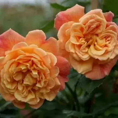 Роза АЛОХА плетистая в Кобрине