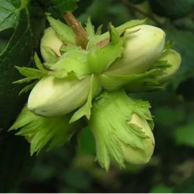 Фундук ТАМБОВСКИЙ ПОЗДНИЙ в Кобрине