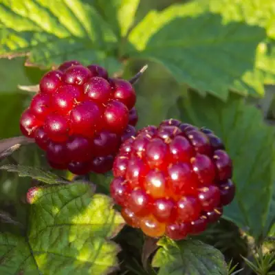 Княженика ЛИНДА в Кобрине