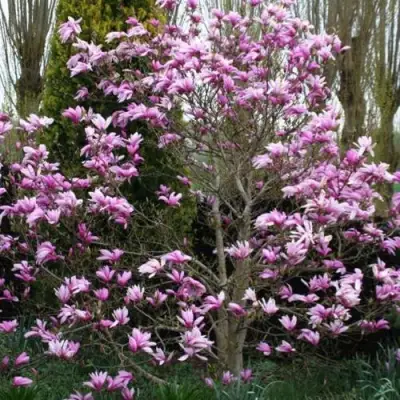 Магнолия ГАЛАКСИ в Кобрине