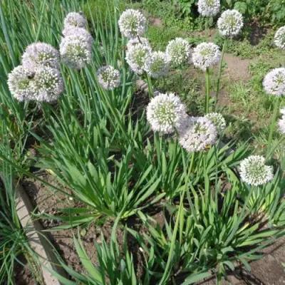 Лук слизун в Кобрине