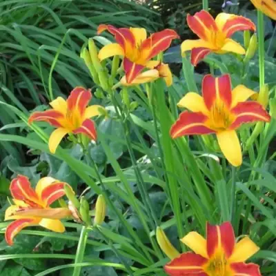 Лилейник ФРАНС ХАЛС в Кобрине