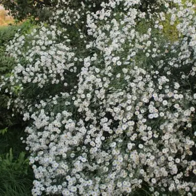 Болтония СНОУБЭНК в Кобрине