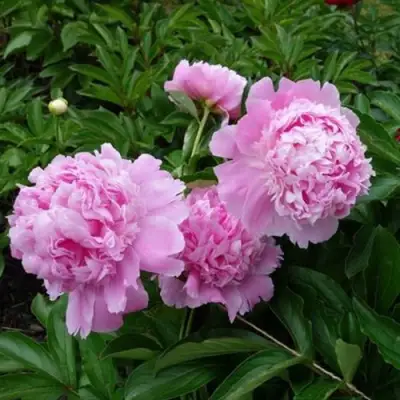 Пион МЕСЬЕ ЖЮЛЬ ЭЛИ травянистый в Кобрине